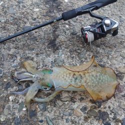 越前エギング、連発なしだがサイズ良し